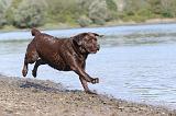 LABRADOR 224